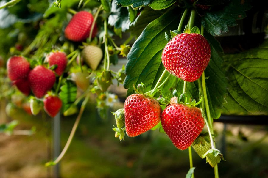Strawberries growing on a plant