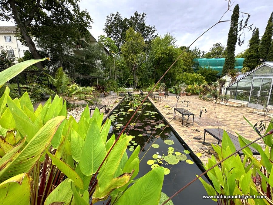 Water Lily Pond at Stellenbosch University Botanical Garden