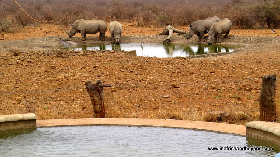 Viewing rhinos from the villa pool