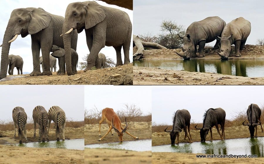 Wildlife View from the hide - Last Word Madikwe