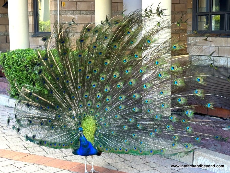 aha Alpine Heath Hotel & Conference Centre – A Charming Mountain Retreat In The Drakensberg 9 Kevin, the resident peacock - Alpine Heath