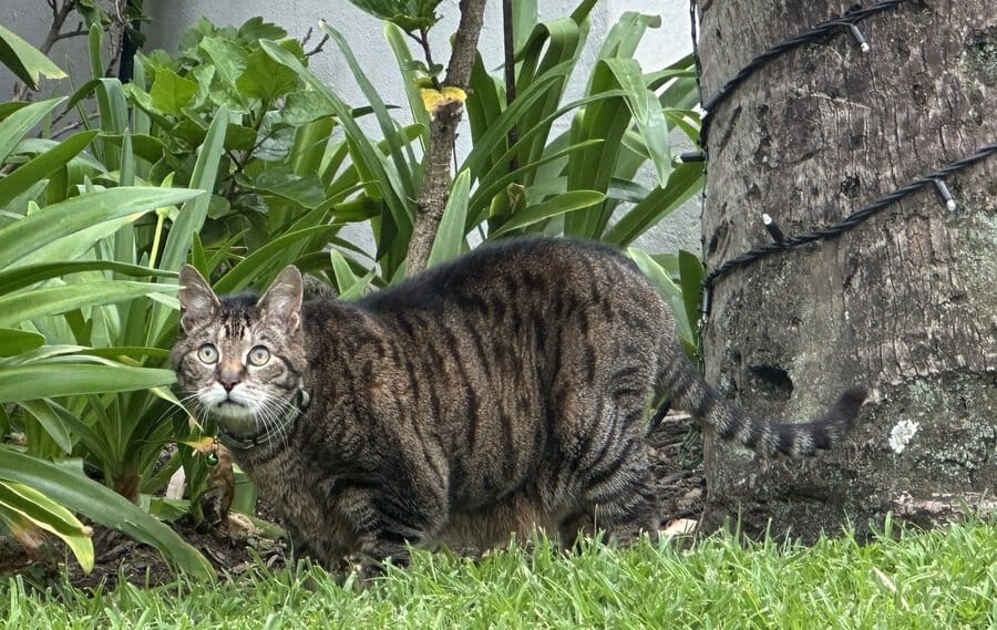 Seaside luxury and timeless charm at The Oyster Box Hotel 6 Skabenga - the tabby cat at The Oyster Box