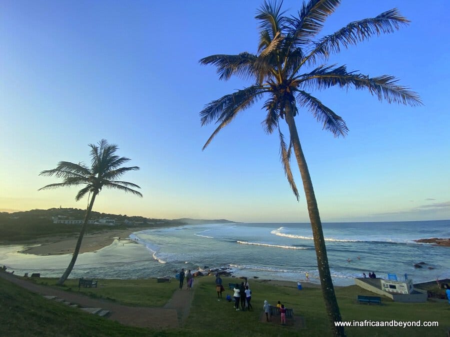 Palm trees on Scottburgh Beach
