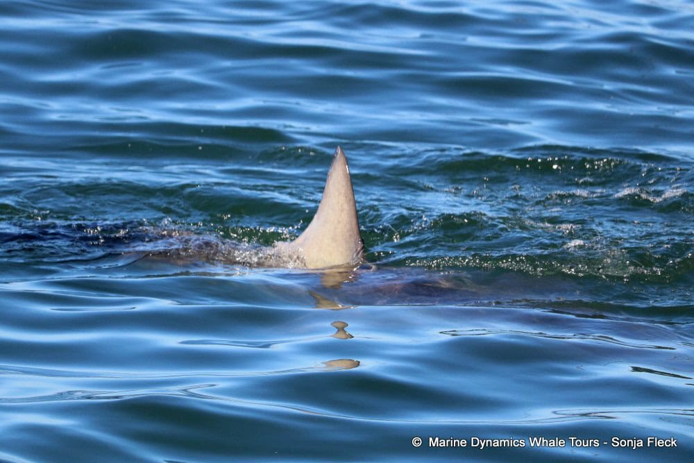 Bryde’s whale in Gansbaai