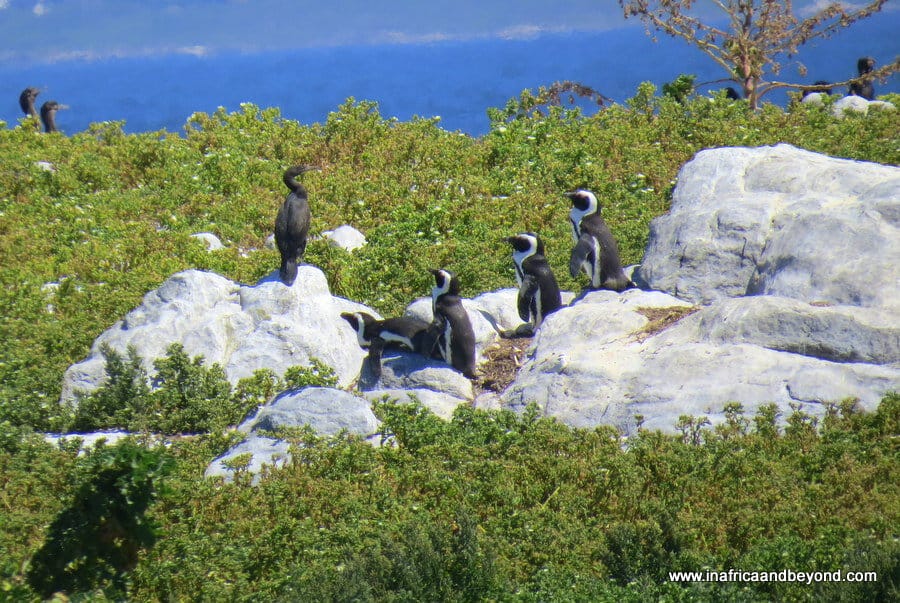 9 Best Places to See Penguins in South Africa 3 African Penguins on Dyer Island