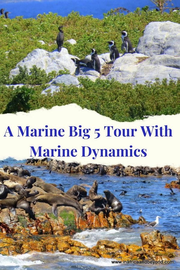 A Marine Big 5 Tour with Marine Dynamics in Gansbaai 