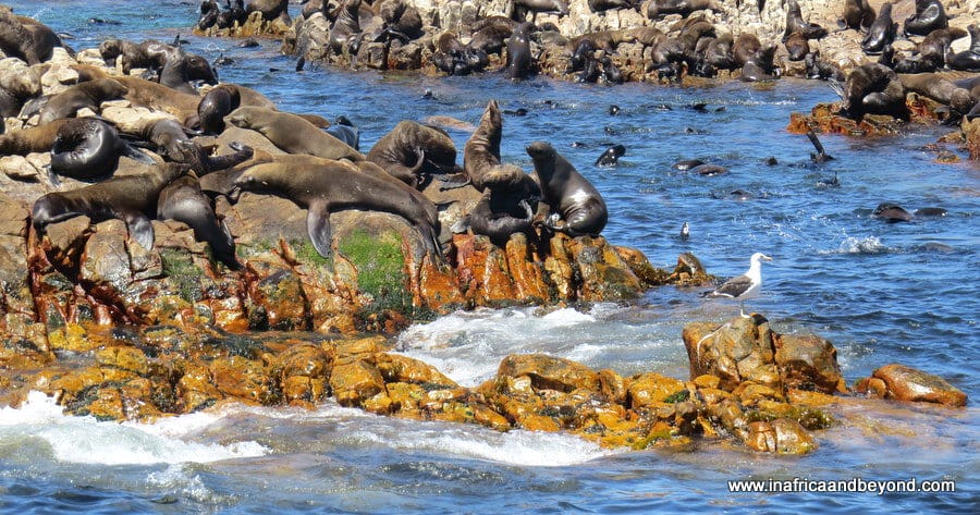 Cape fur seals on Geyser Rock Island