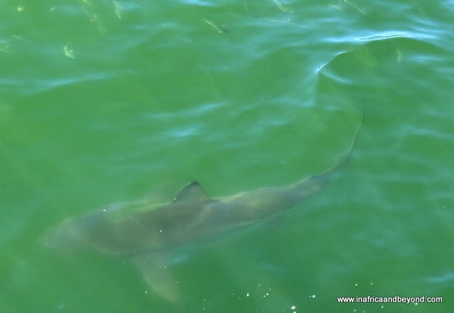A Marine Big 5 Tour in Gansbaai 2 Bronze Whaler Sharks