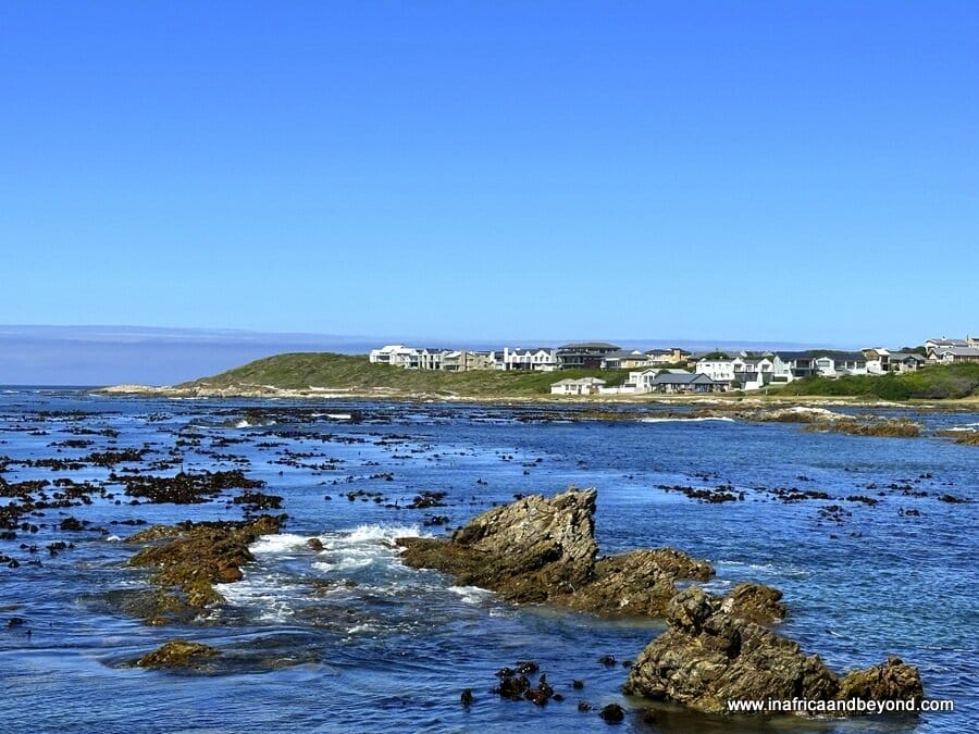 9 Best Places to See Penguins in South Africa 5 Gansbaai