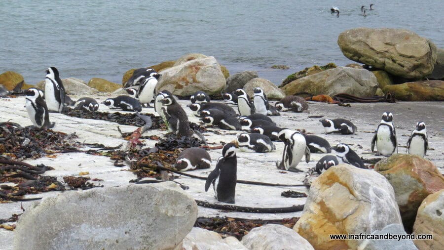 9 Best Places to See Penguins in South Africa 2 Stony Point Nature Reserve