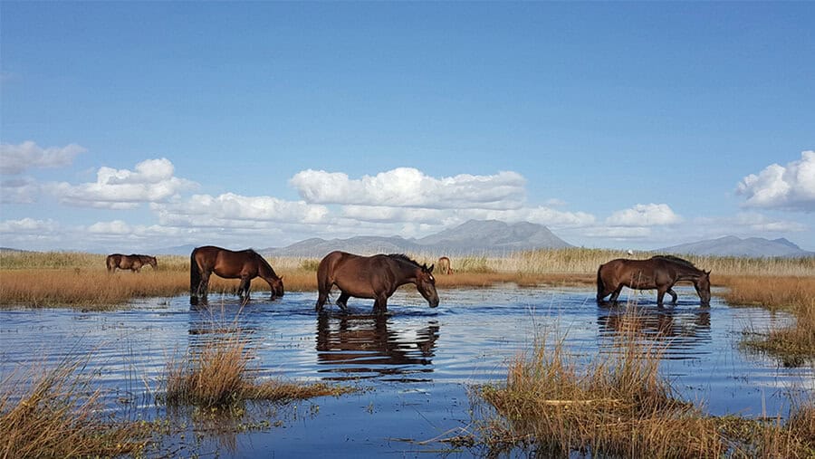 Wild horses in Rooisand Nature Reserve 
