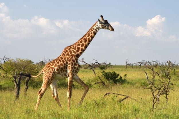 7 Best Safari Destinations to Visit in Africa 3 giraffe in Masai Mara National Reserve, Kenya