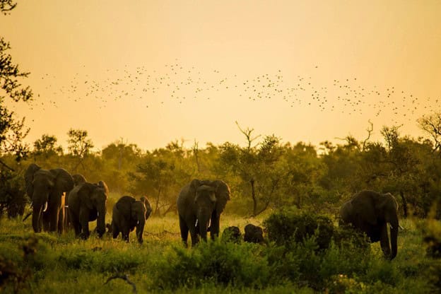 7 Best Safari Destinations to Visit in Africa 4 Elephants in Kruger National Park, South Africa