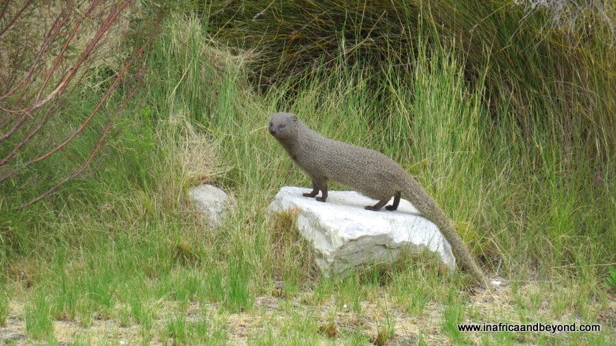 Mongoose in Kogelberg Nature Reserve