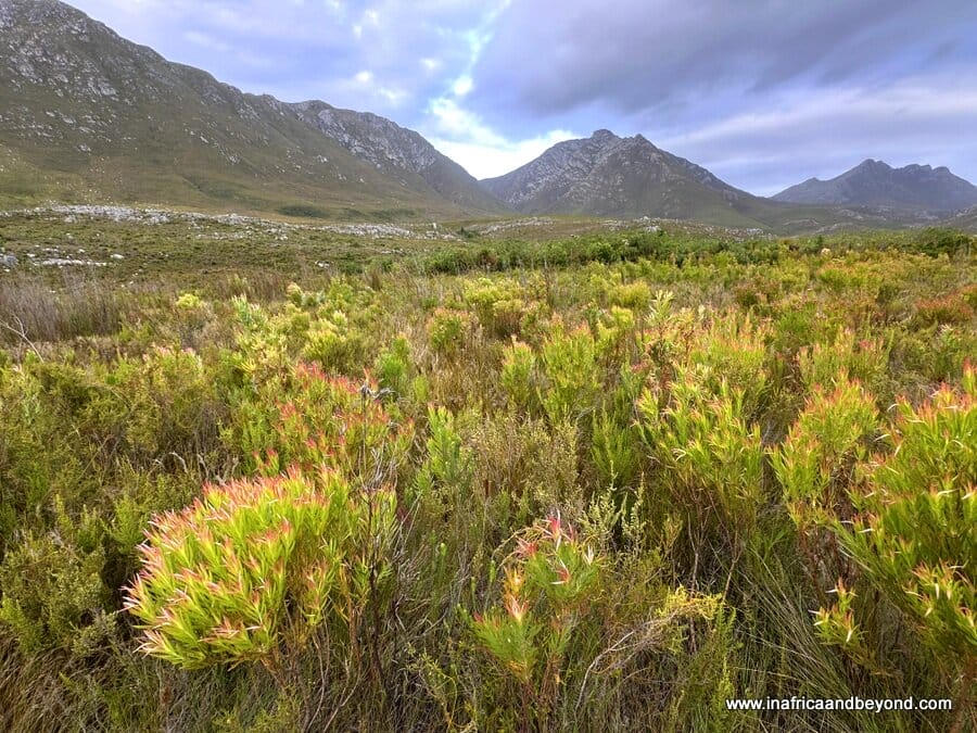 Kogelberg Nature Reserve
