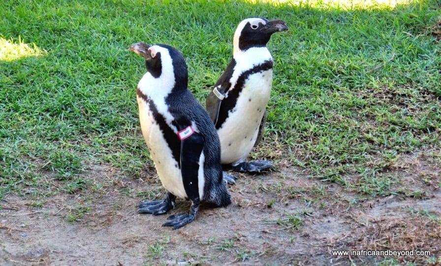 9 Best Places to See Penguins in South Africa 6 Penguins In SANCCOB