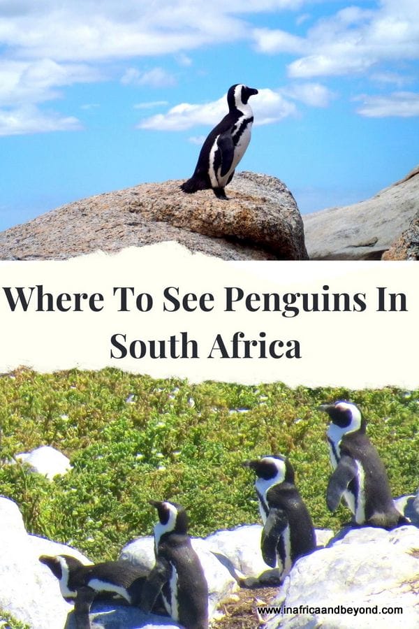 9 Best Places to See Penguins in South Africa