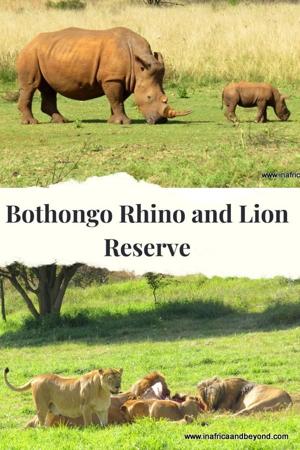 A Day at the Bothongo Rhino and Lion Reserve and WonderCave 7 Bothongo Rhino and Lion Reserve