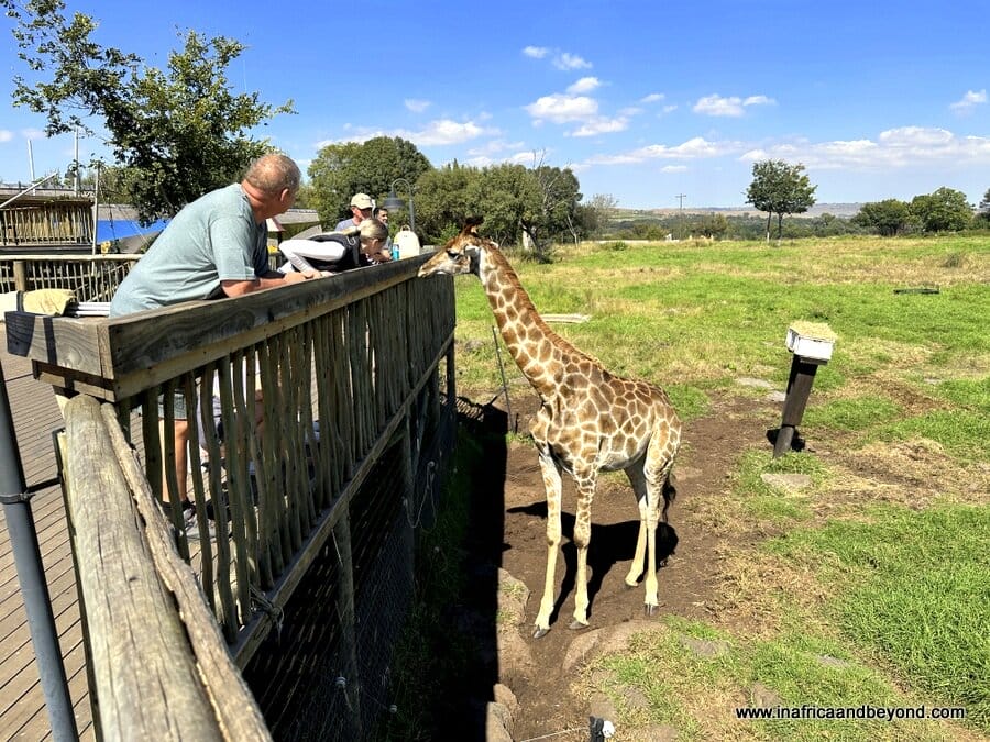 A Day at the Bothongo Rhino and Lion Reserve and WonderCave 5 Giraffe Feeding at Neck & Deck Restaurant