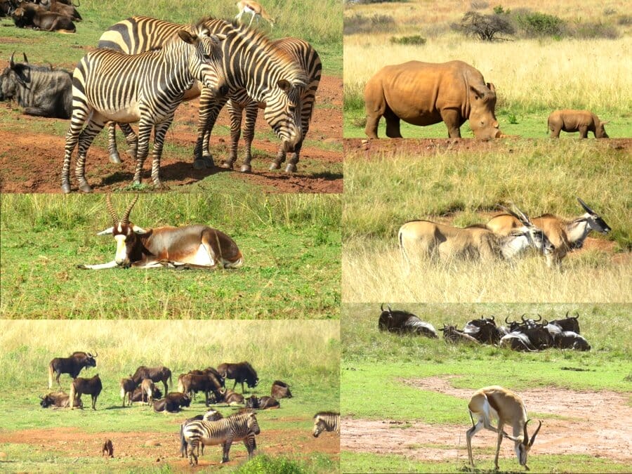 Game at Bothongo Lion and Rhino Reserve 