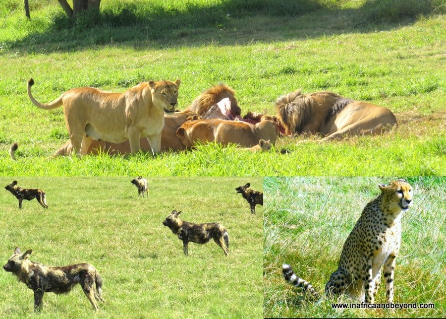 Predators at Bothongo Rhino and Lion Reserve 