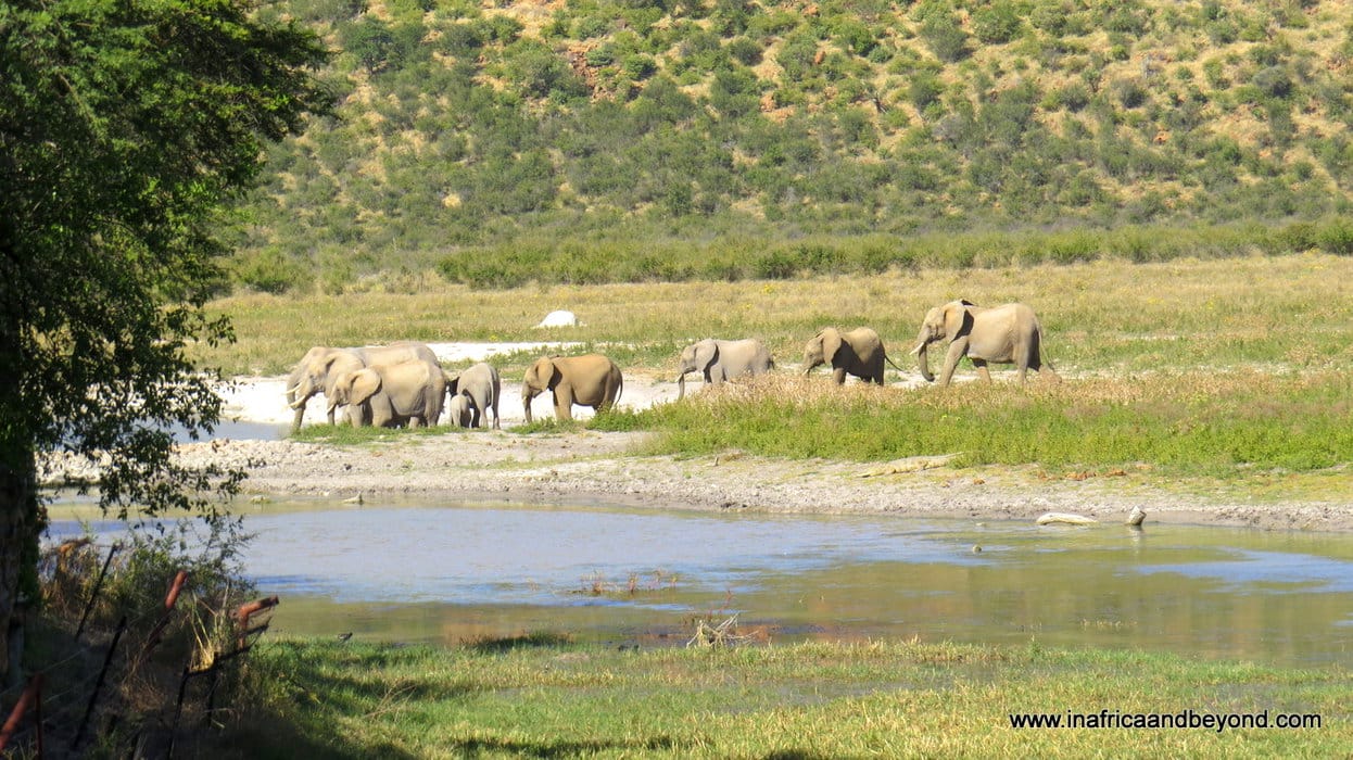 Elephants in Madikwe Game Reserve