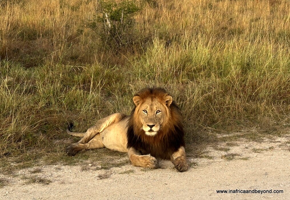 Lion in Madikwe Game Reserve