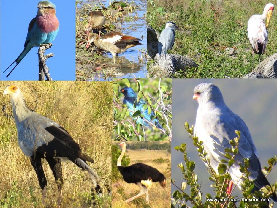 Birds in Madikwe Game Reserve