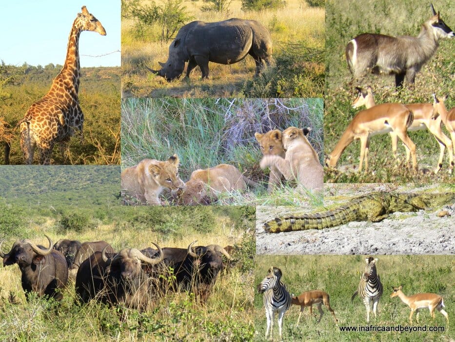 Tau Game Lodge: Where Lions Roam 2 Wildlife in Madikwe Game Reserve