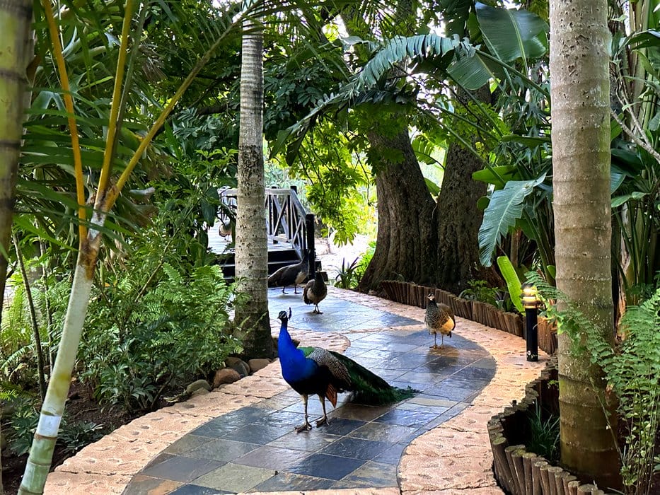 9 Best Things To Do In Eswatini 10 Peacocks at Summerfield Botanical Gardens