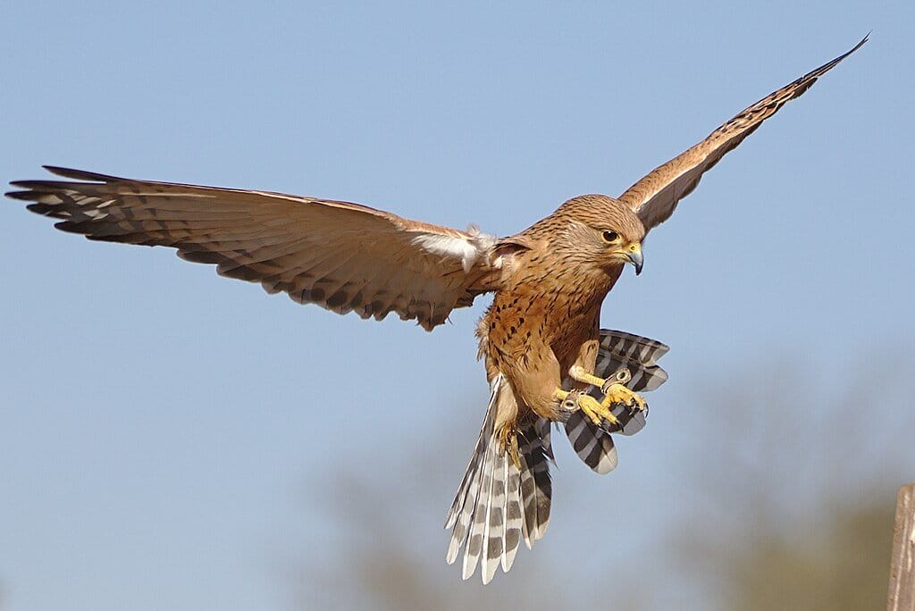 Dullstroom Bird of Prey & Rehabilitation Centre (cc: Wikimedia)