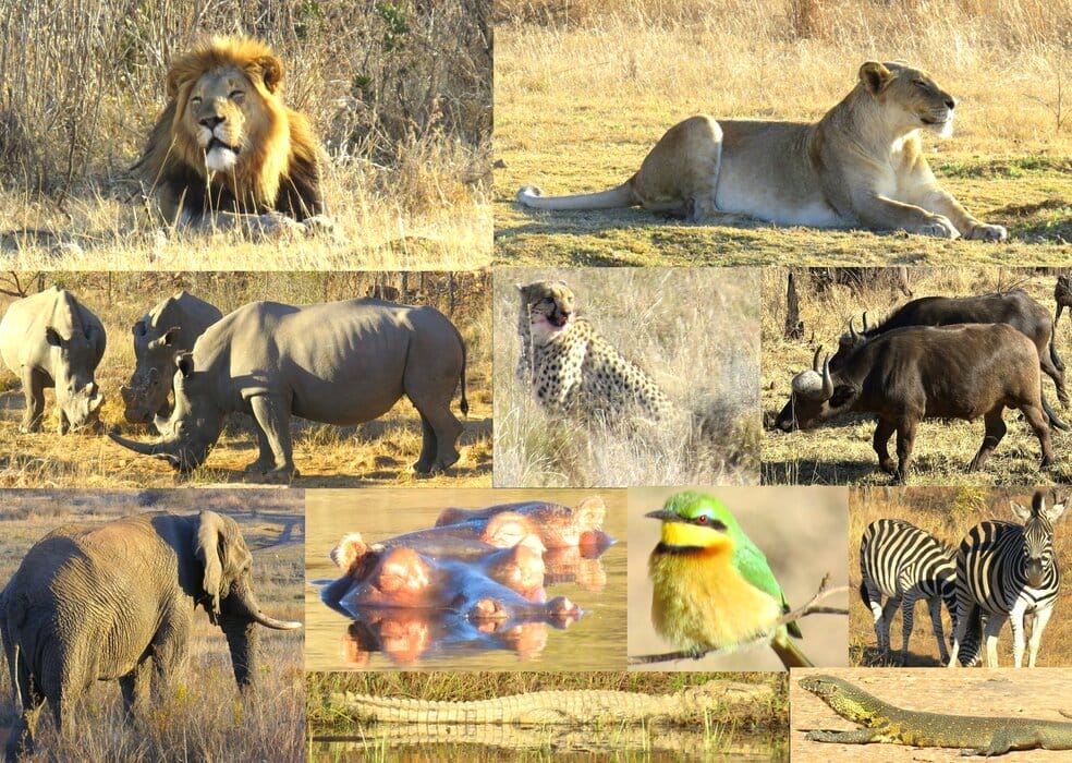 Some of the wildlife we saw