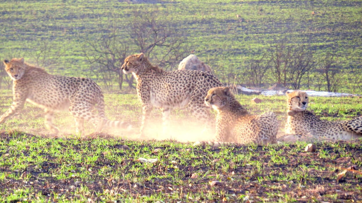 Nkomazi Private Game Reserve : Big Cats and UNESCO Wilderness 5 Cheetahs in Nkomazi Private Game Reserve