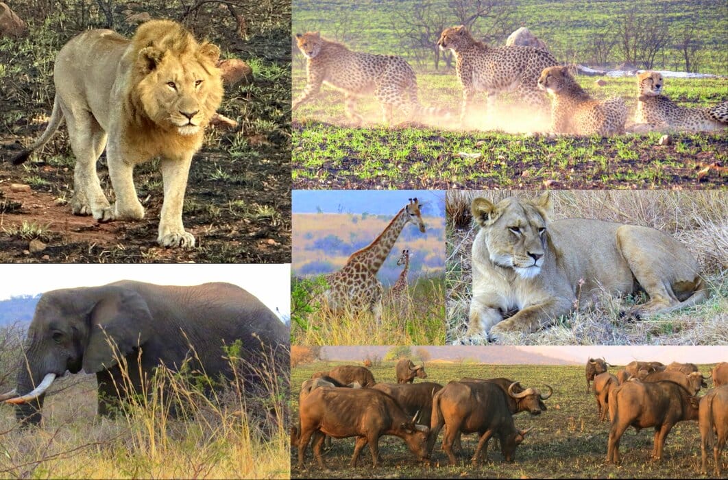 Wildlife in Nkomazi Private Game Reserve