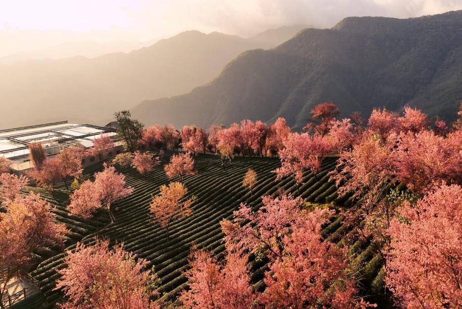 Winter in China: From Frozen Ice Palaces to Eternal Spring 2 Wuliang Mountain Cherry Valley