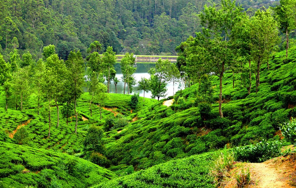 Tea plantation in Sri lanka