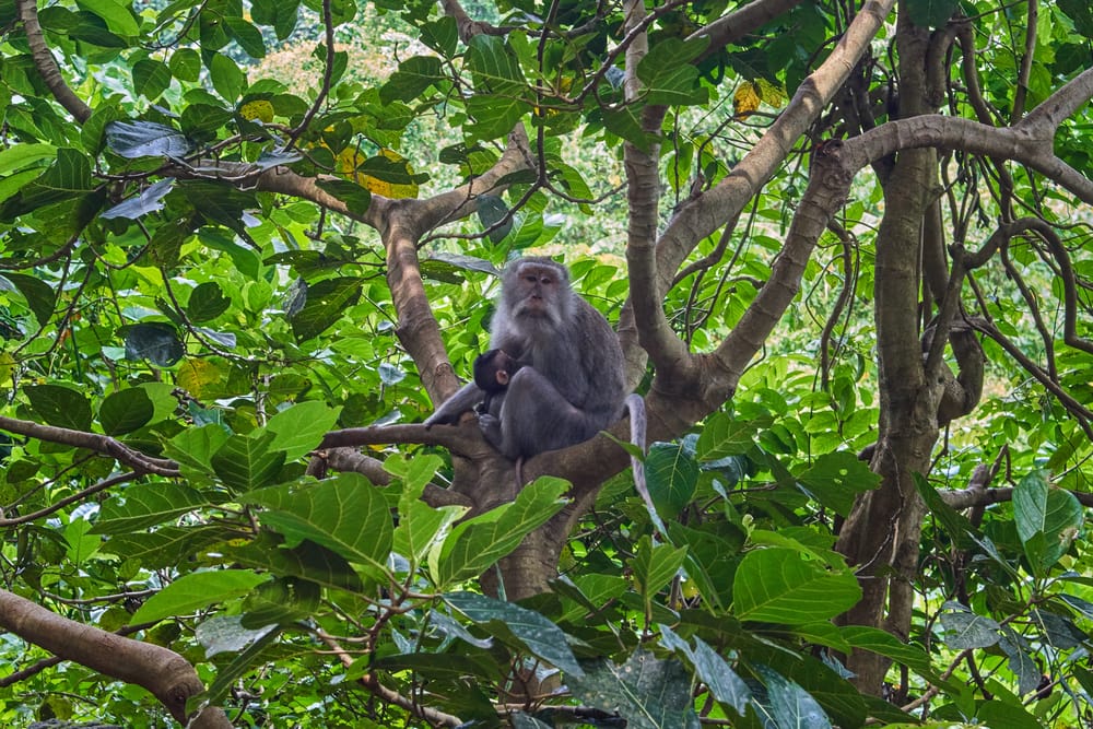 Sacred Monkey Forest