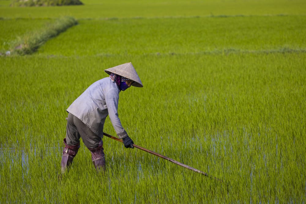 Vietnamese Countryside